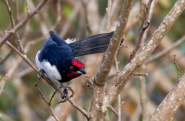 Crimson-fronted Cardinal