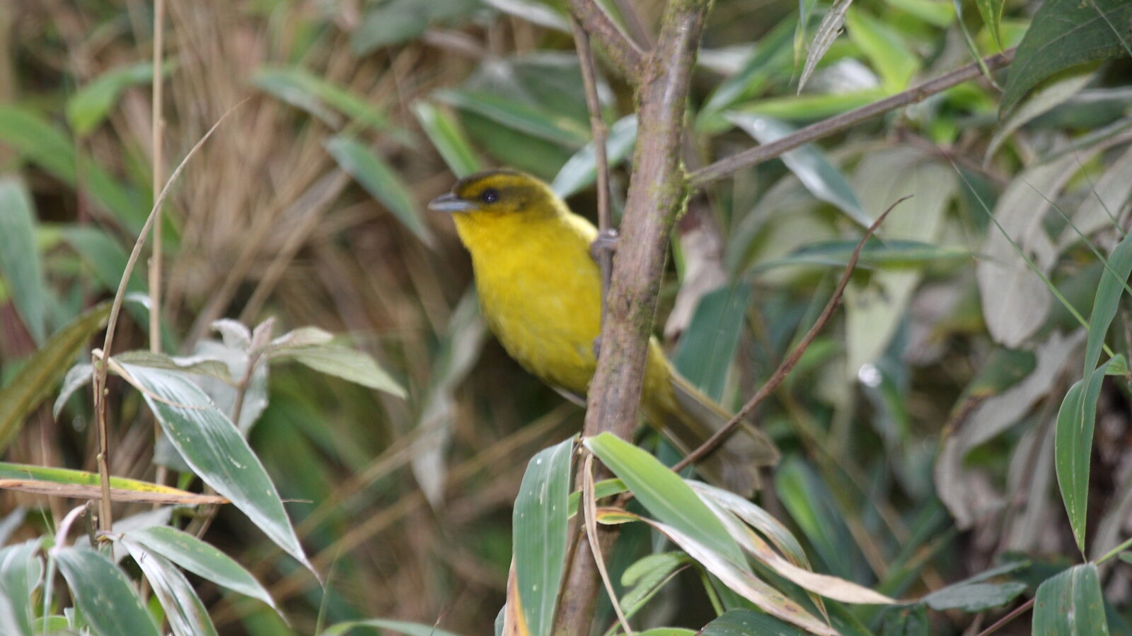 Parodi’s Hemispingus