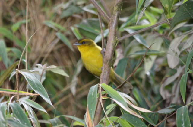 Parodi’s Hemispingus