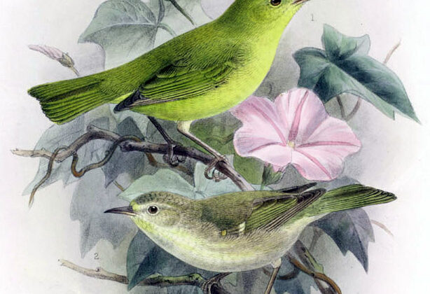 Maui Alauahio