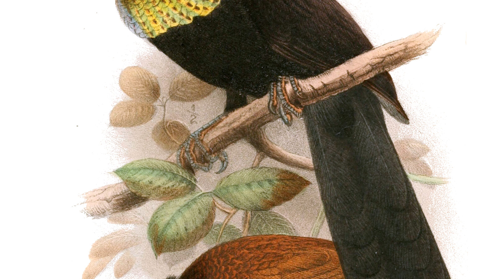 Wahnes’s Parotia