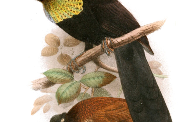 Wahnes’s Parotia