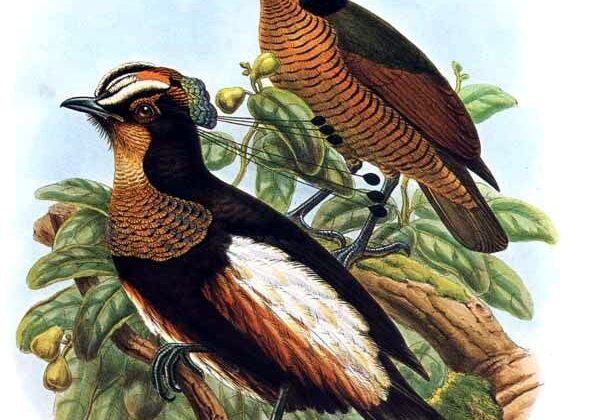 Queen Carola’s Parotia