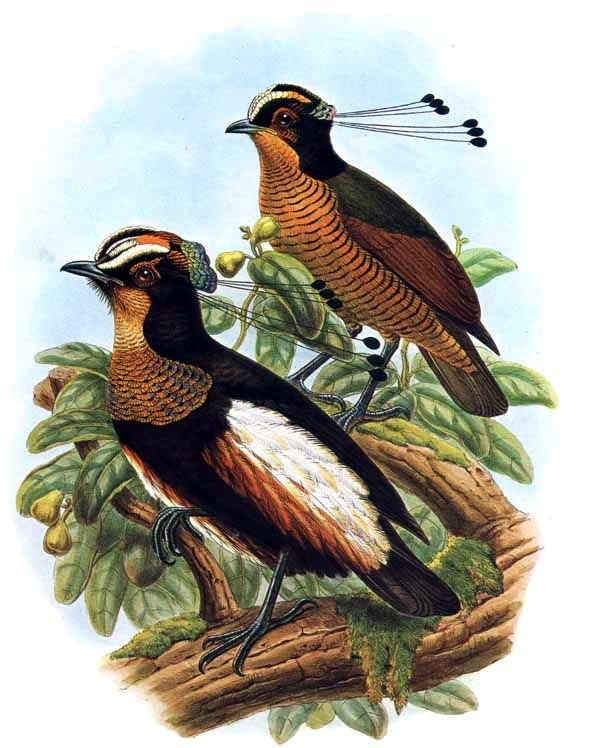 Queen Carola’s Parotia