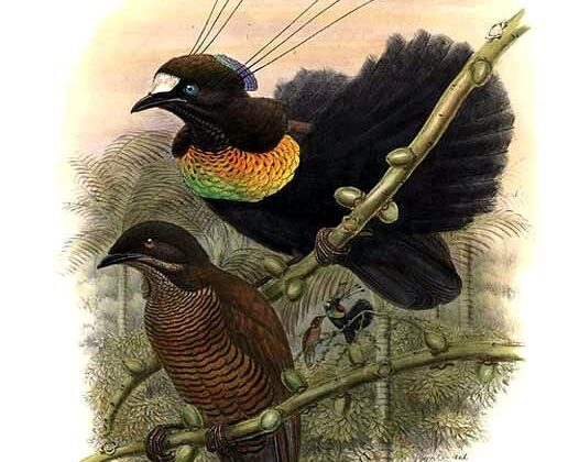 Lawes’s Parotia