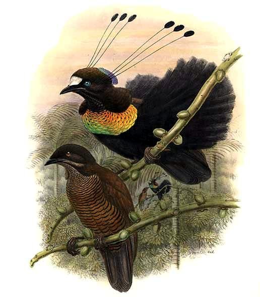 Lawes’s Parotia