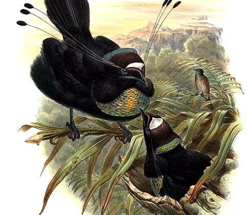 Western Parotia