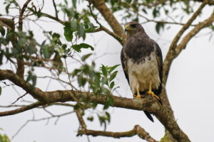Black-chested Buzzard-Eagle