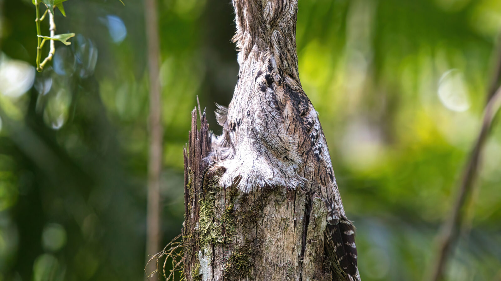 Common Potoo