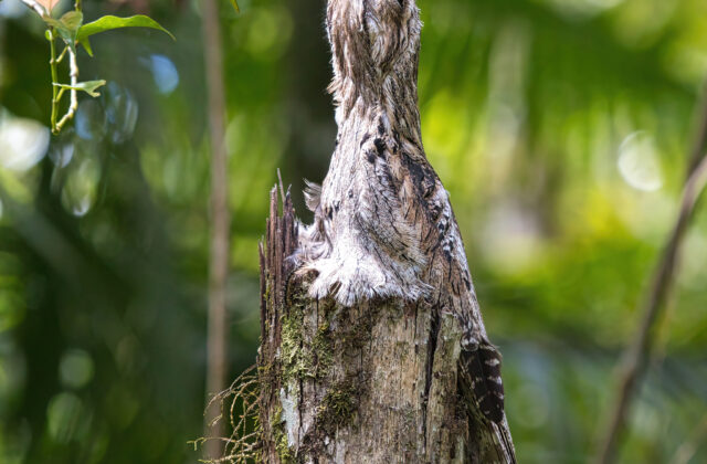 Common Potoo
