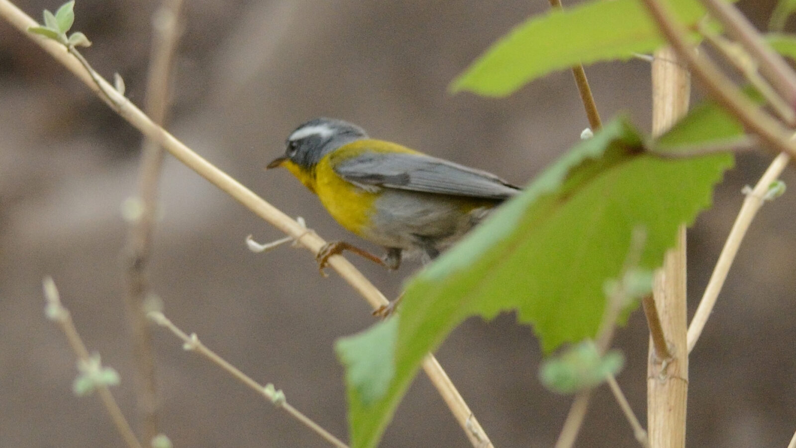 Crescent-chested Warbler