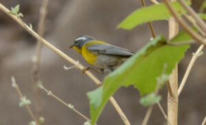 Crescent-chested Warbler