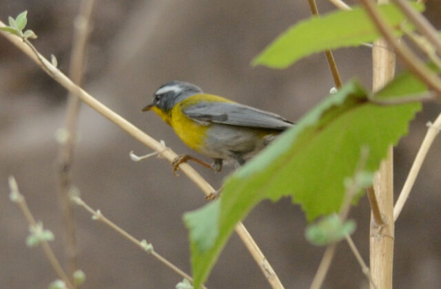 Crescent-chested Warbler