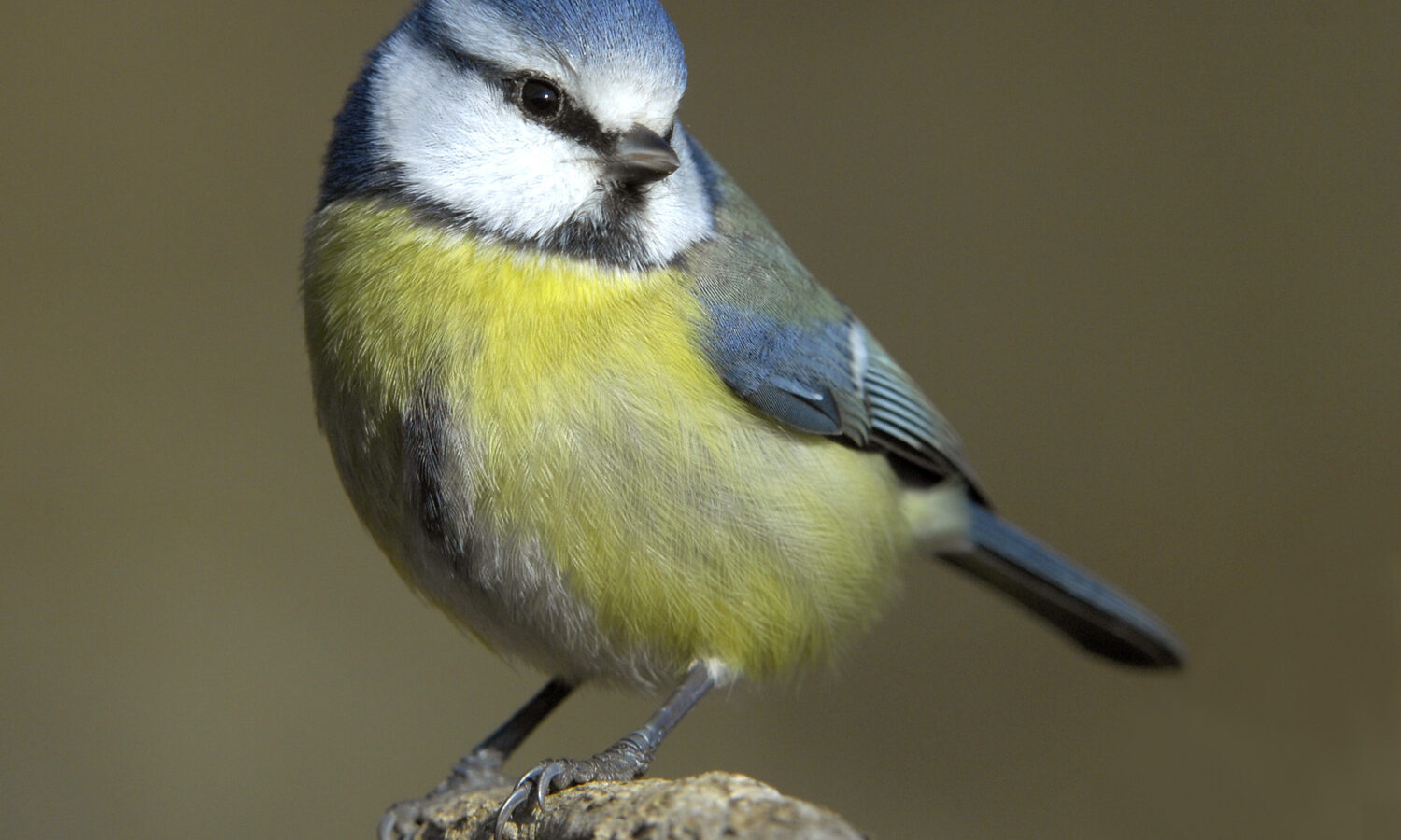 Eurasian Blue Tit