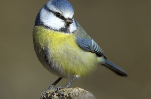 Eurasian Blue Tit