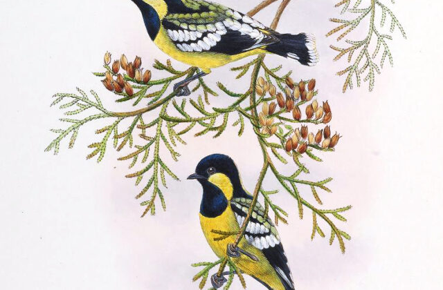 Elegant Tit