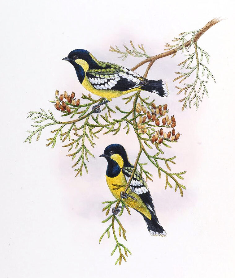 Elegant Tit