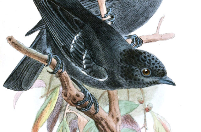 Dusky Tit