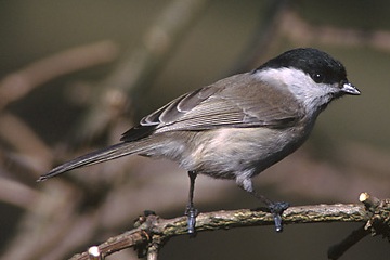 Willow Tit