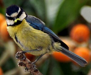 African Blue Tit