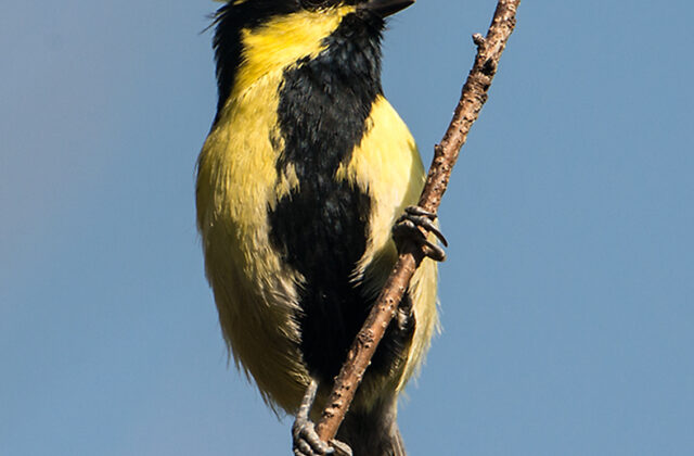 Himalayan Black-lored Tit