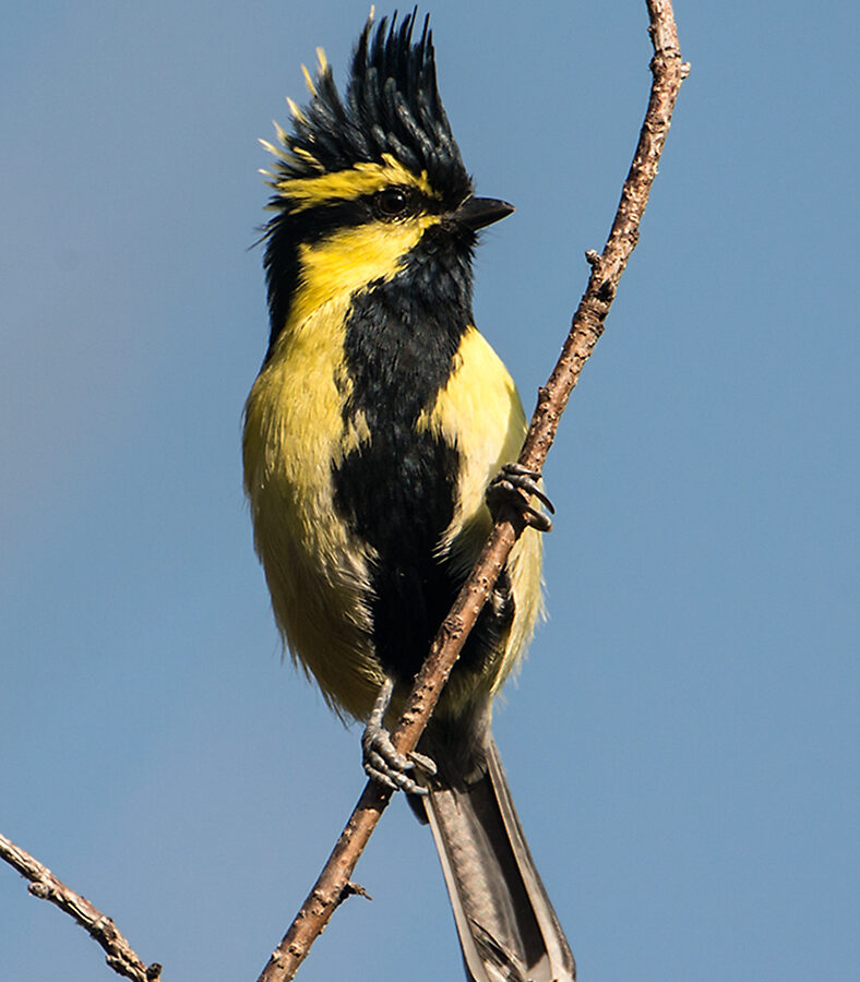 Himalayan Black-lored Tit