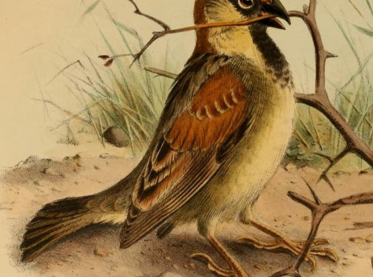 Somali Sparrow