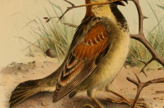 Somali Sparrow