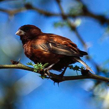 Chestnut Sparrow
