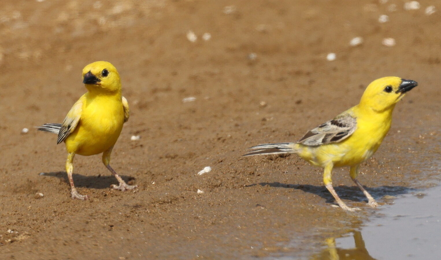 Arabian Golden Sparrow