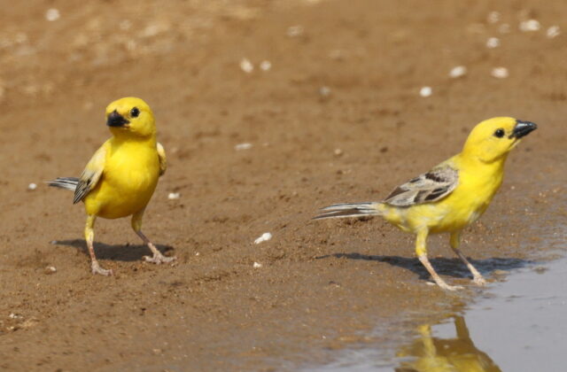 Arabian Golden Sparrow