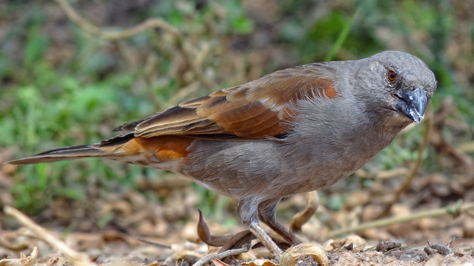 Parrot-billed Sparrow
