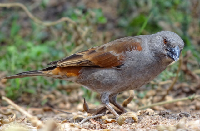 Parrot-billed Sparrow