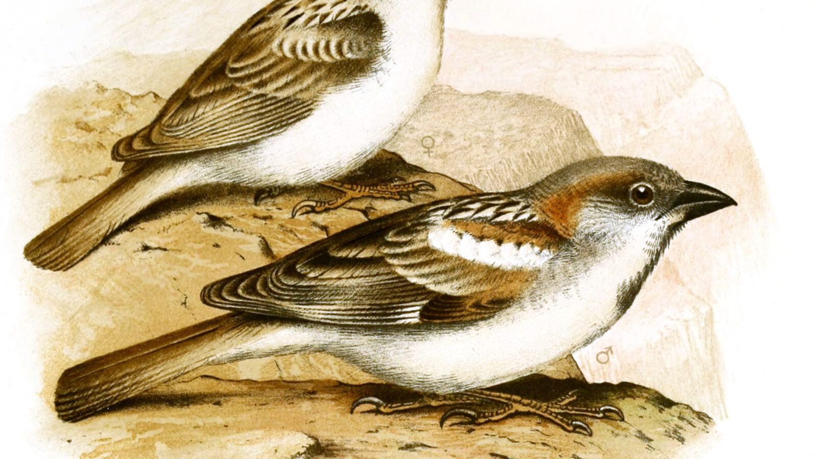 Abd al-Kuri Sparrow
