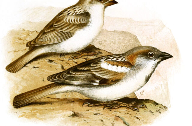 Abd al-Kuri Sparrow