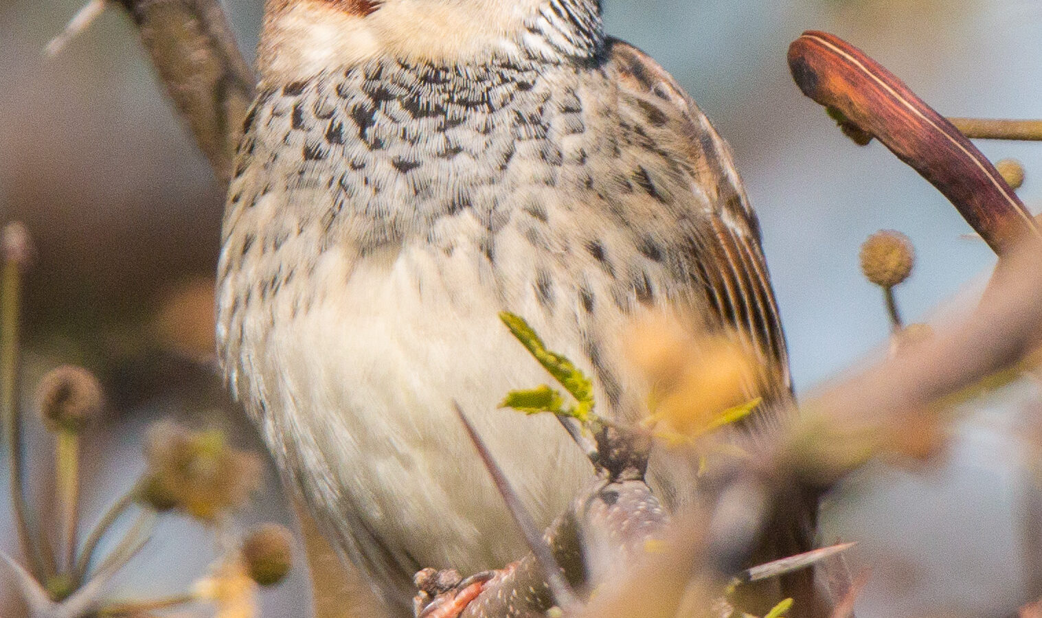 Spanish Sparrow