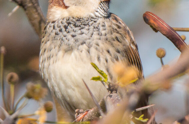 Spanish Sparrow