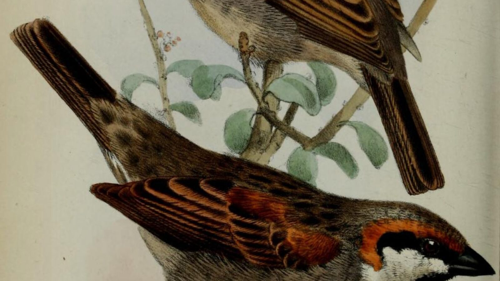 Socotra Sparrow