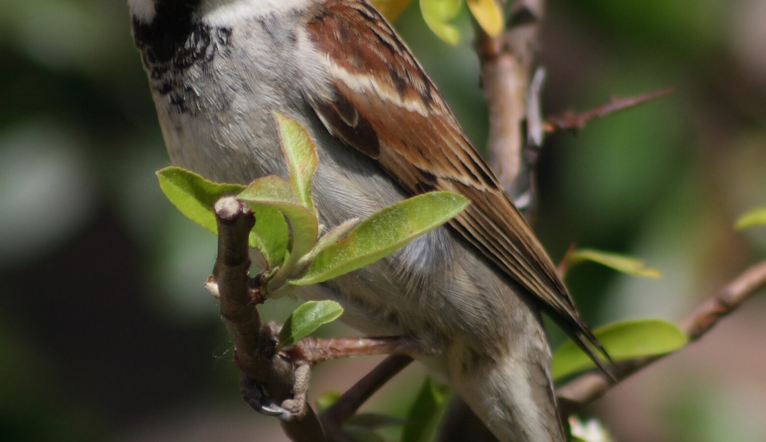 Italian Sparrow