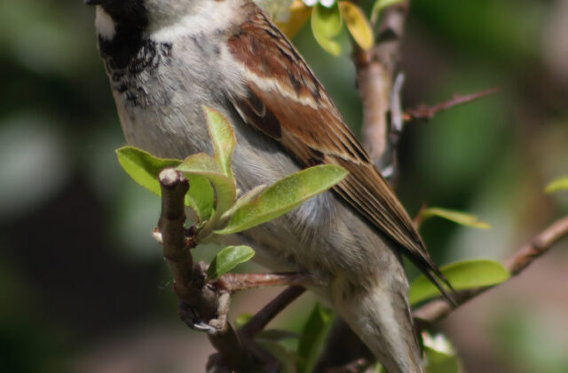Italian Sparrow