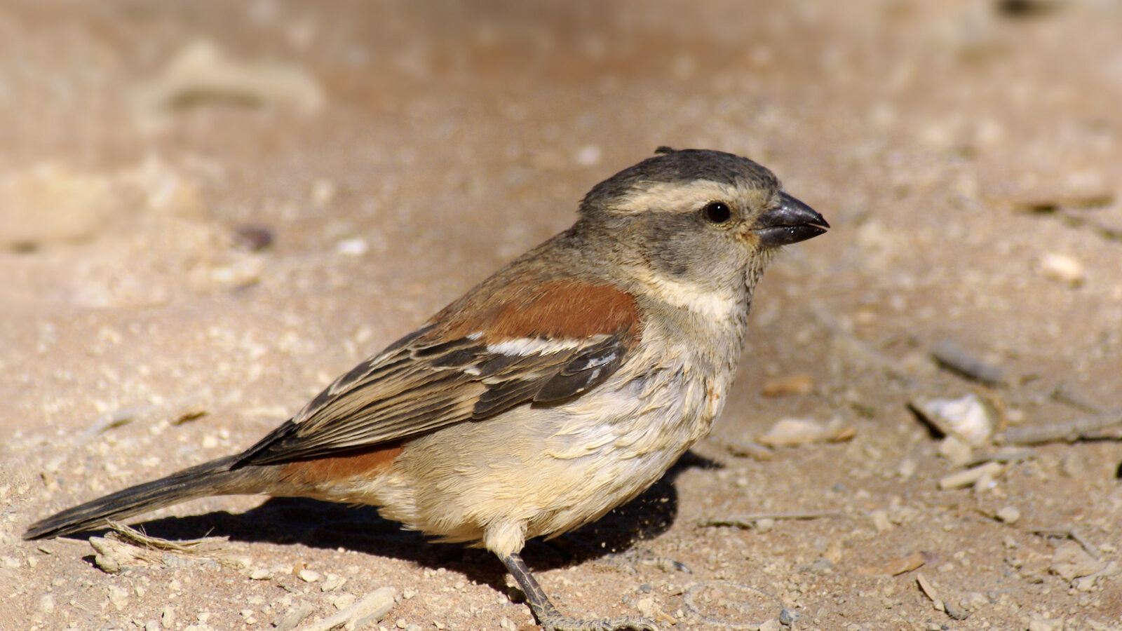 Cape Sparrow