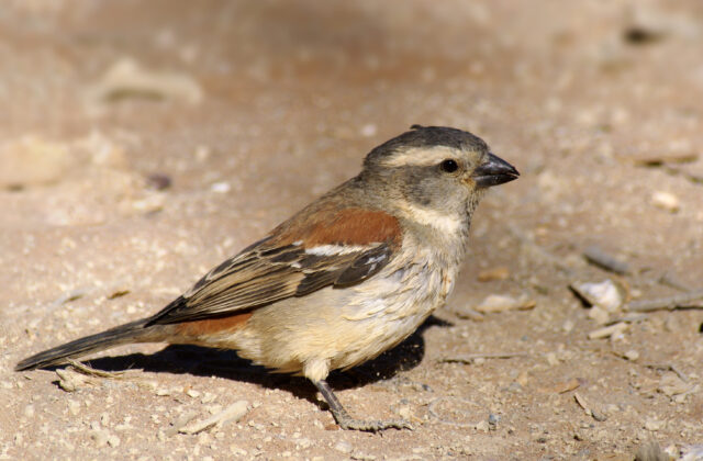 Cape Sparrow