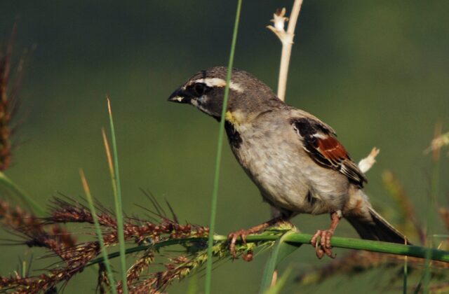 Dead Sea Sparrow