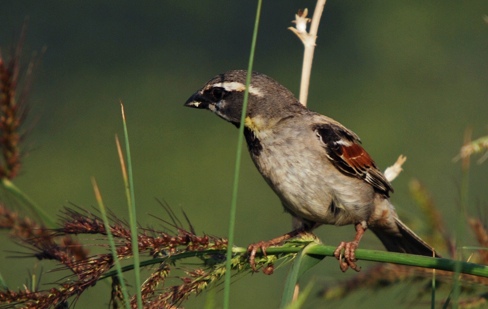 Dead Sea Sparrow