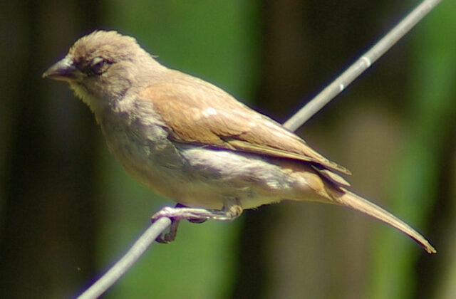 Swahili Sparrow