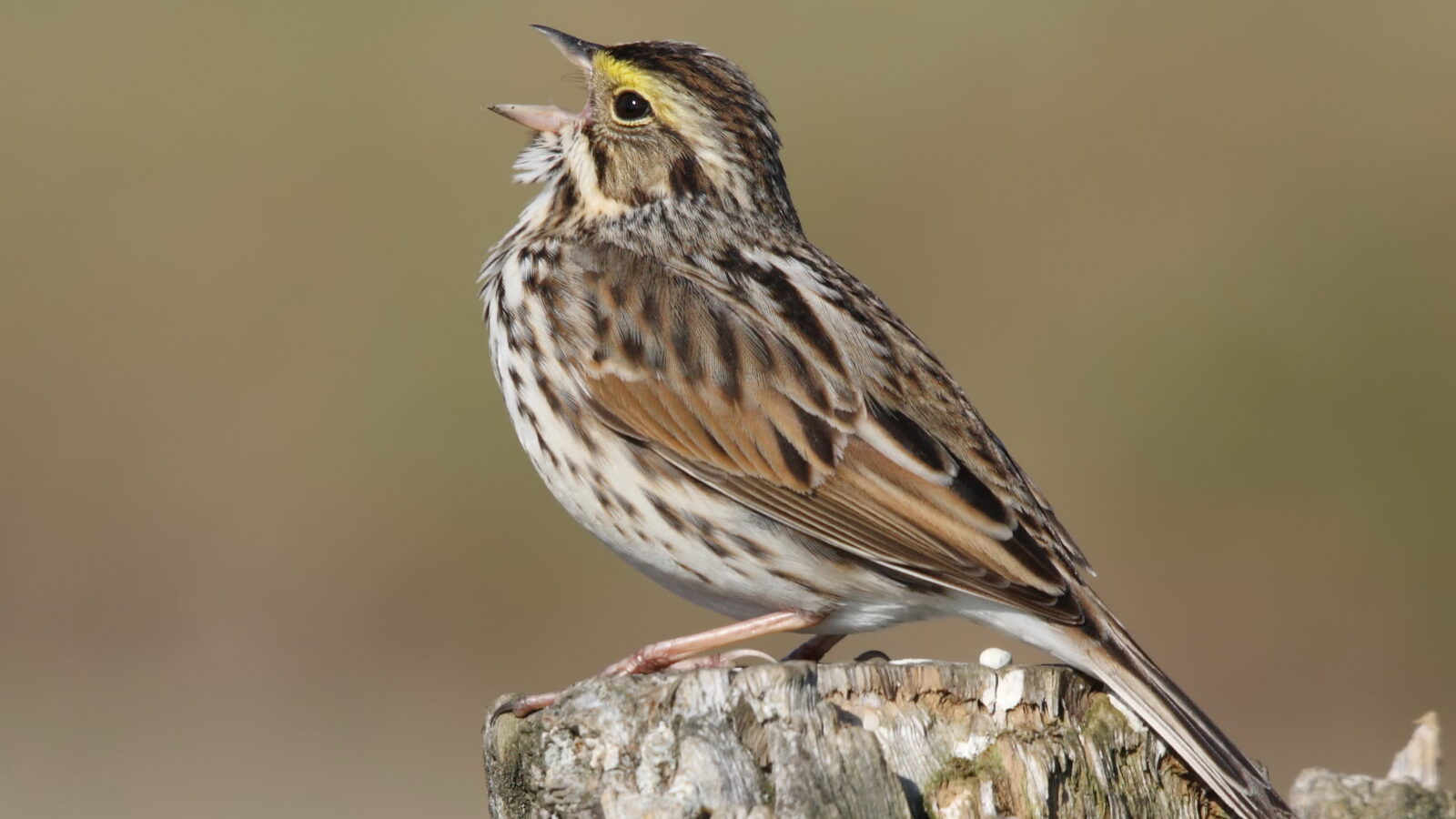 Savannah Sparrow