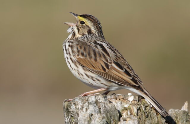 Savannah Sparrow
