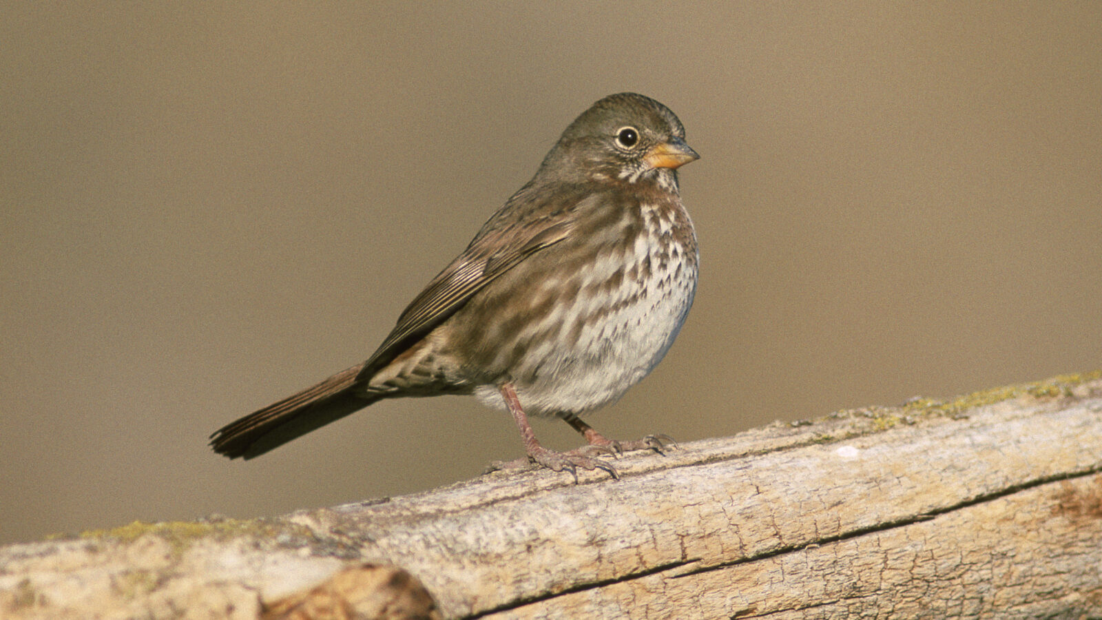 Thick-billed Fox Sparrow