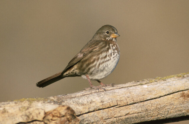 Thick-billed Fox Sparrow