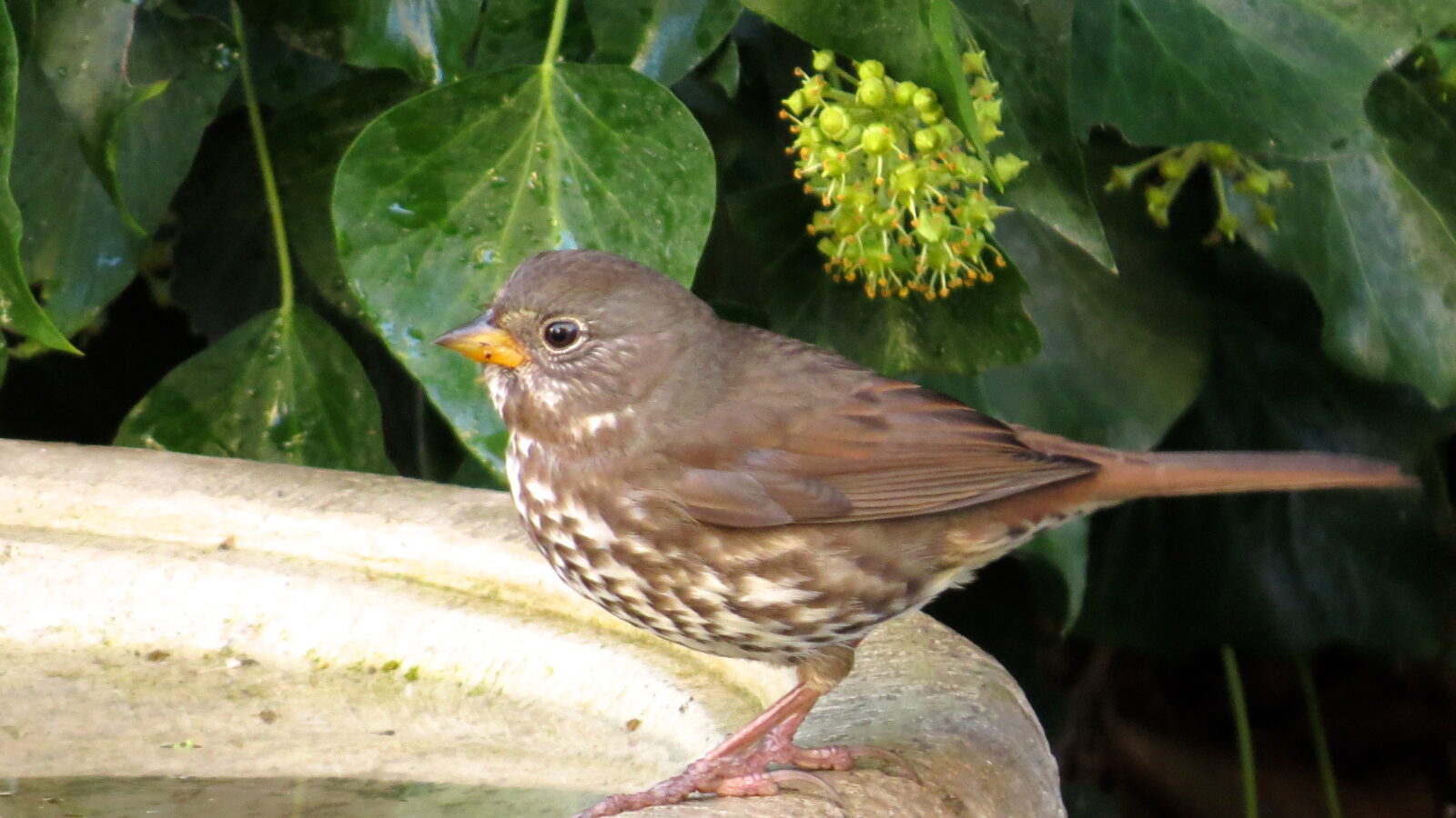 Sooty Fox Sparrow